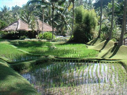 Four Seasons Resort Bali at Sayan 23